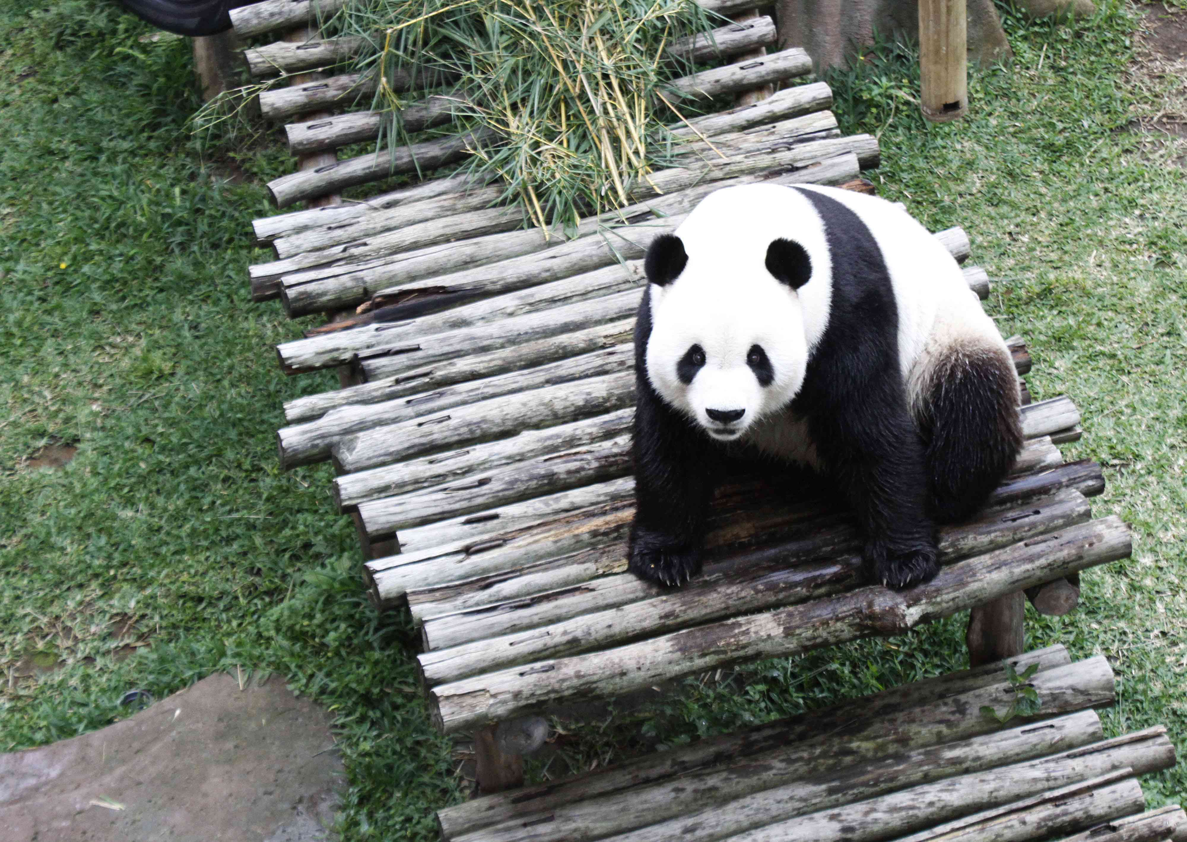 实拍印尼塔曼野生动物园 中国大熊猫憨态可掬