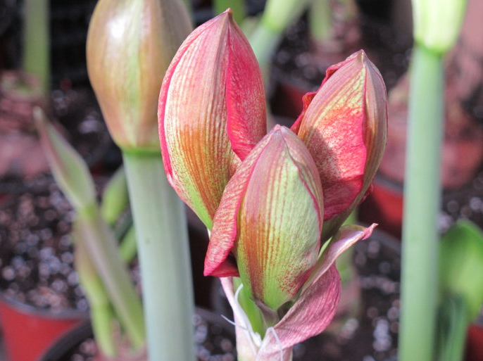 秋冬季节朱顶红花蕾生长很慢,这四点你做对了吗?