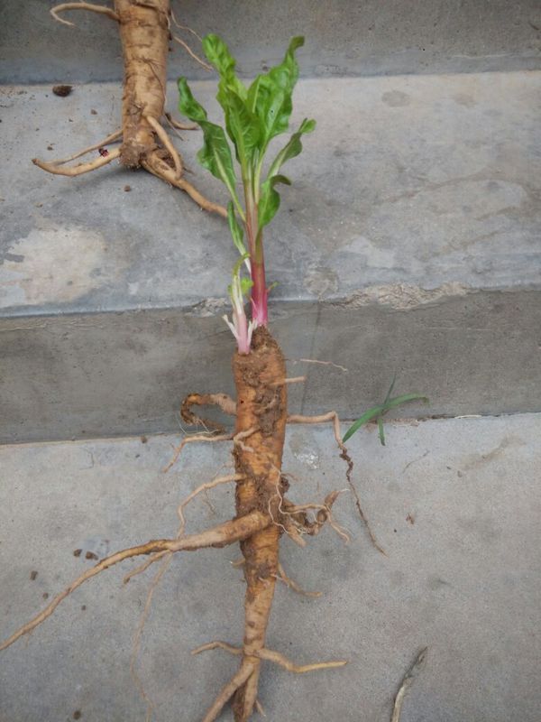 农村一种野草,样貌很平凡,却不知是珍贵的"土人参"