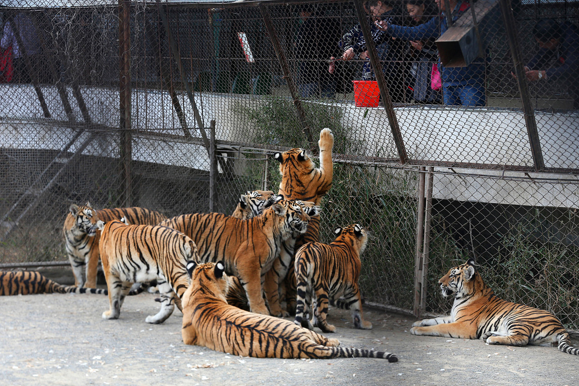 镜头里的春天# 春游卧虎山野生动物园,不仅仅是一次视觉的旅行,更是
