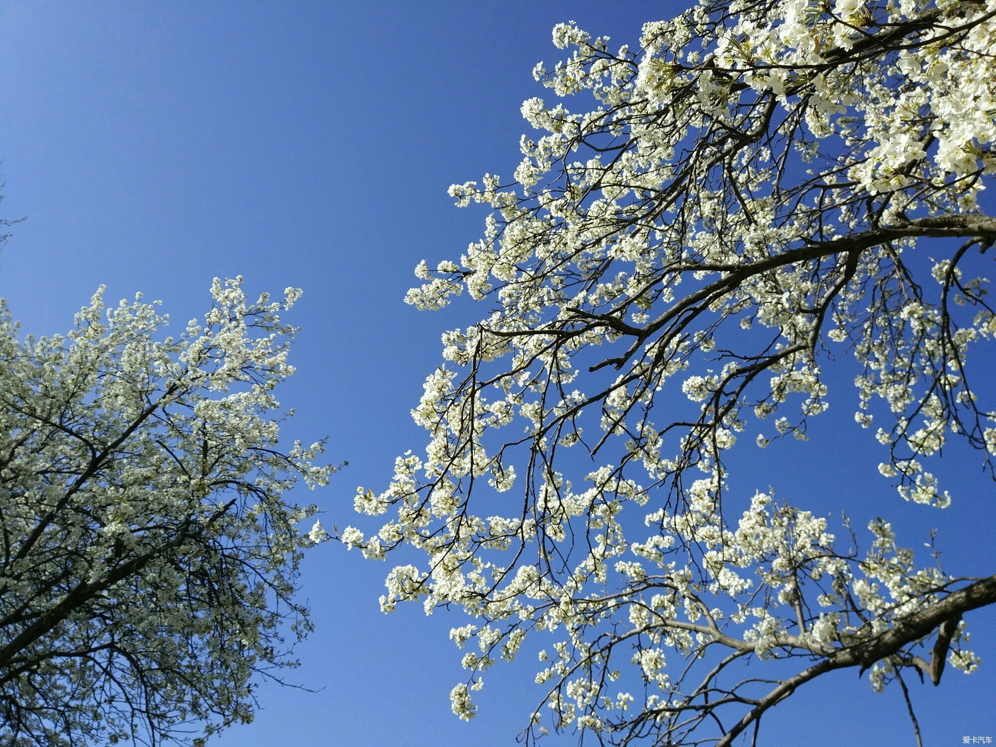 魏县被20万亩梨园吸引,梨花盛开,香气醉人,蜜蜂飞舞蝴蝶,十分壮观
