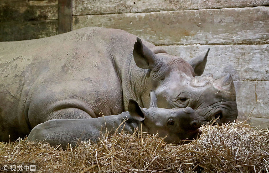 英国动物园两周大黑犀牛宝宝亮相 大耳朵超萌