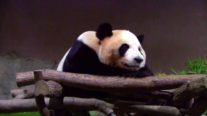 熊猫宝宝吃饱了竹子就安安静静的趴在那里,好乖啊