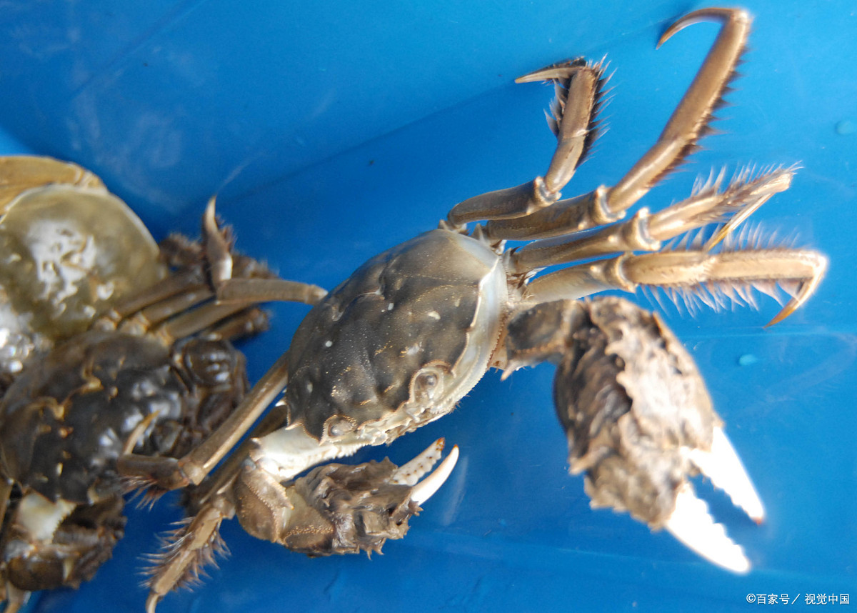 大闸蟹跟毛蟹有啥区别,两者有什么不同吃法,弄懂再买螃蟹也不迟