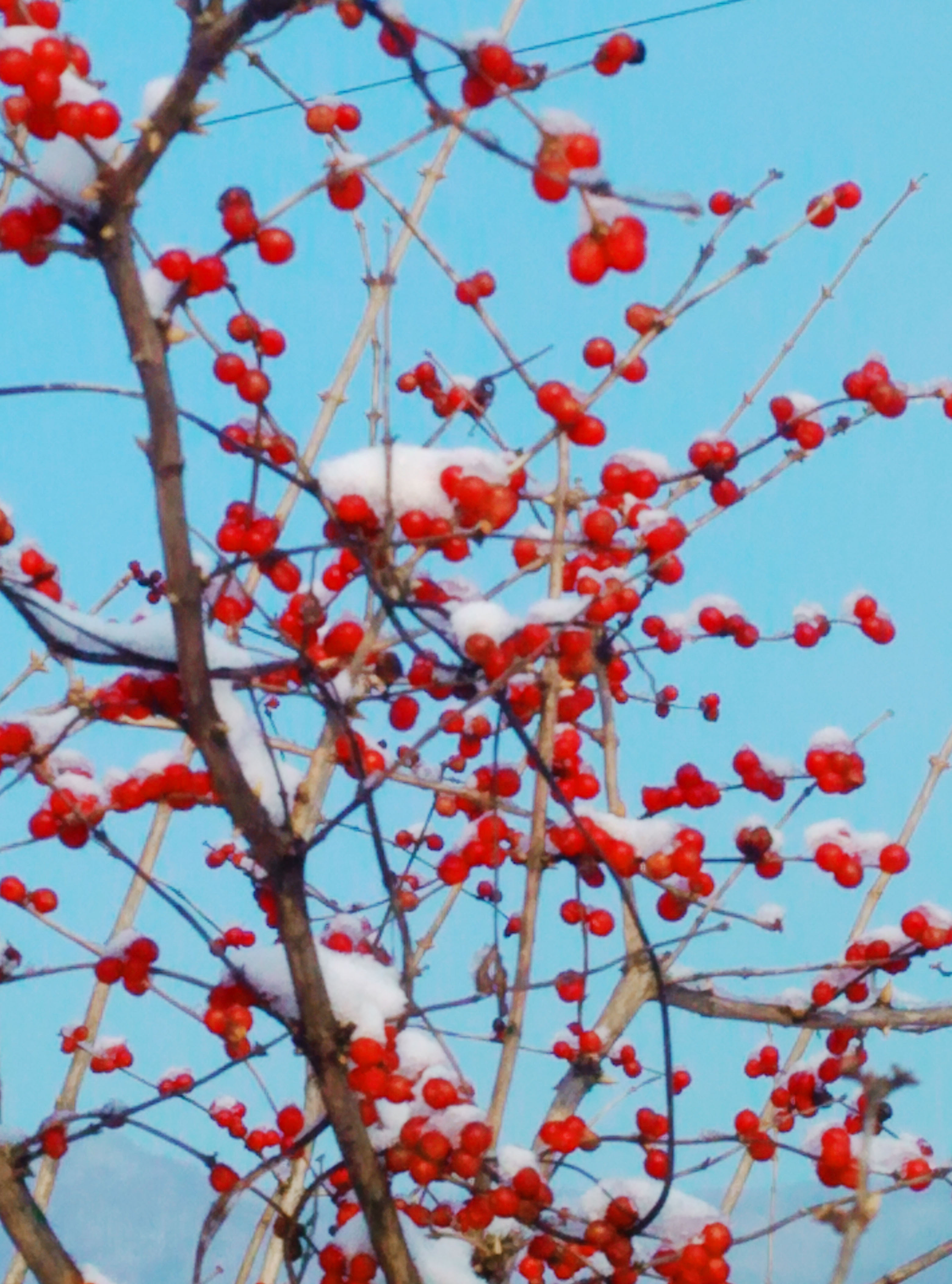 冬天里,枝头的红色果实