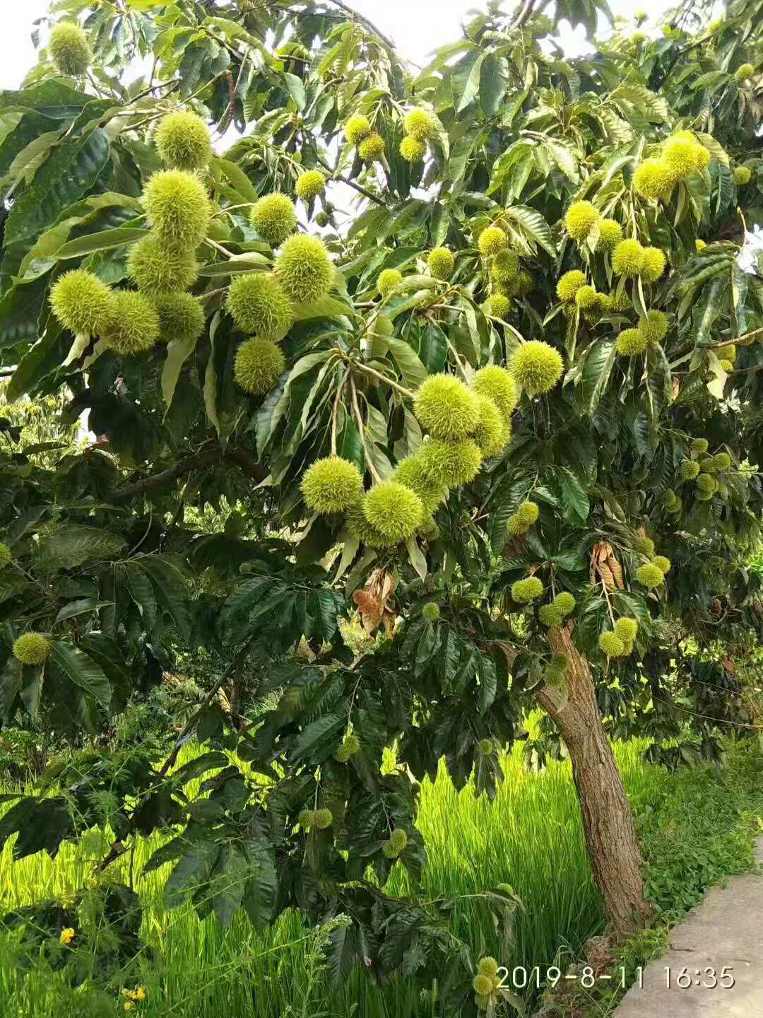 麻城板栗成熟了,正是最新鲜板栗的品尝时刻,一定不能错过