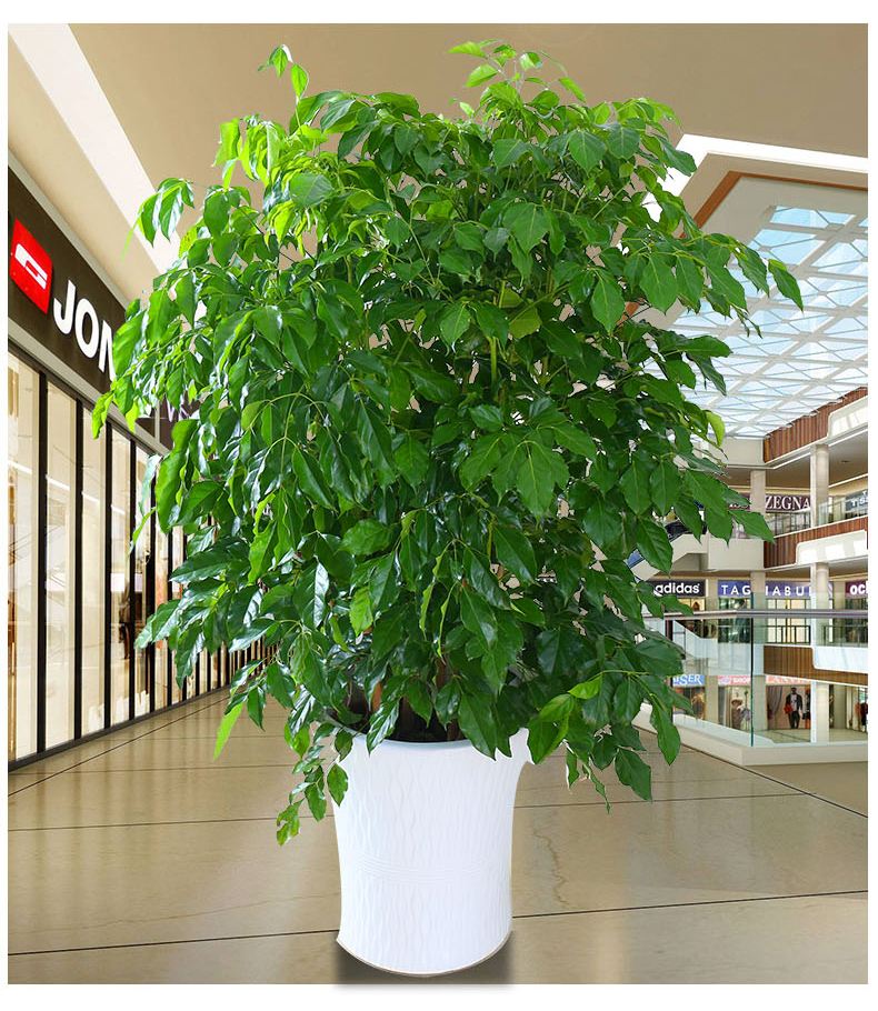 平安树盆栽养护技巧