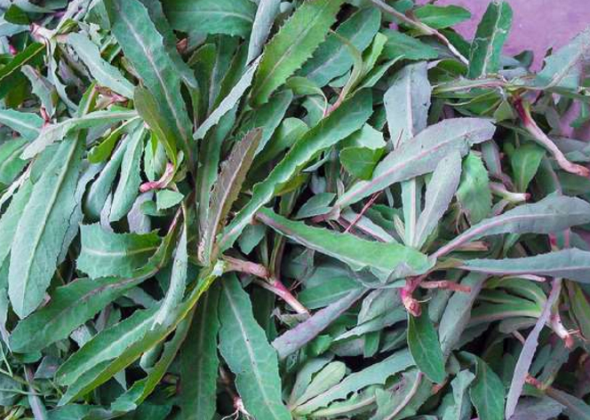 农村这种野草,农民称它们"野苦菜",殊不知是一味良药