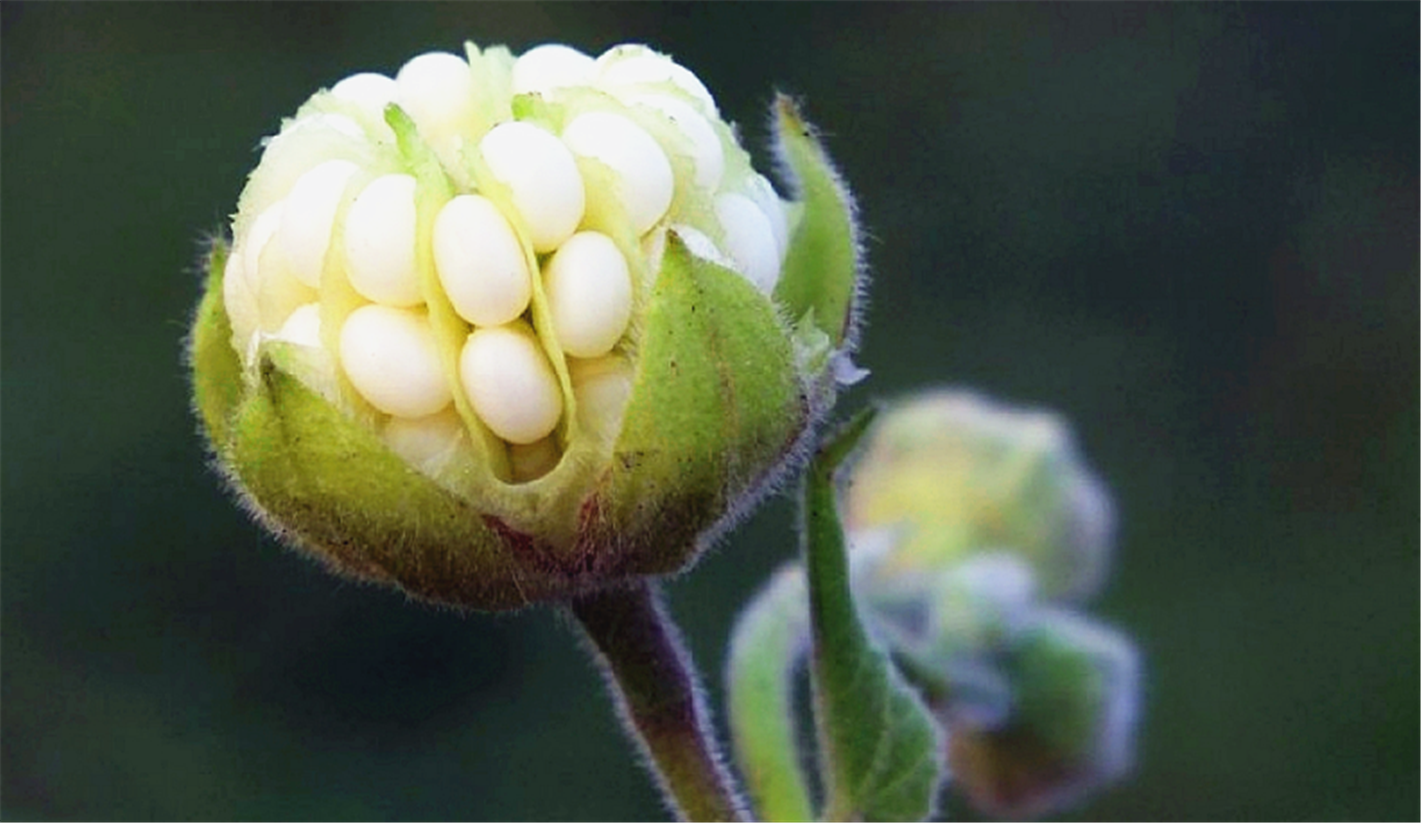 饽饽酒子,也就是中药地黄.