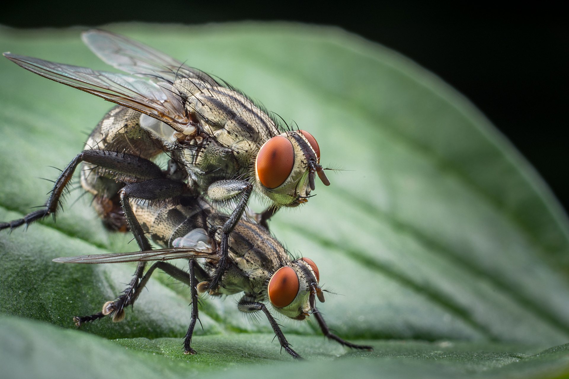 因此,在夏季,如果不注意防止苍蝇的进入和控制苍蝇的繁殖,苍蝇数量会