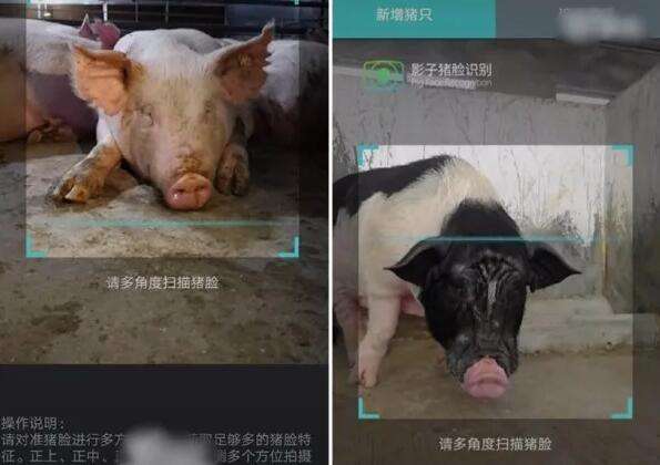 非洲猪瘟强国研发猪脸识别应对,疫情专家:剁成肉块点辨认