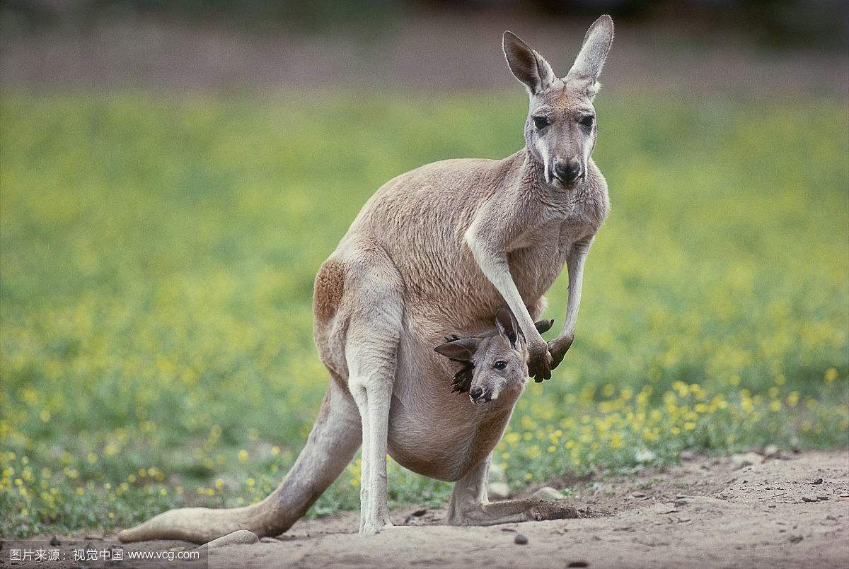 大自然中"开放性"的社会和袋鼠的育儿袋