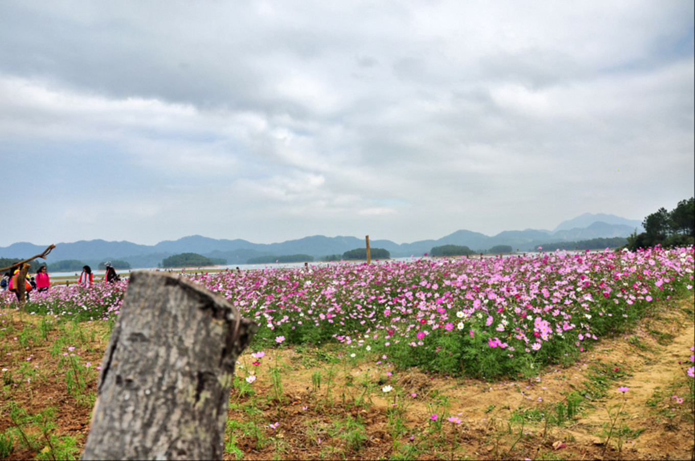 想和草原有个约会 寻皇大草原遇见格桑花海