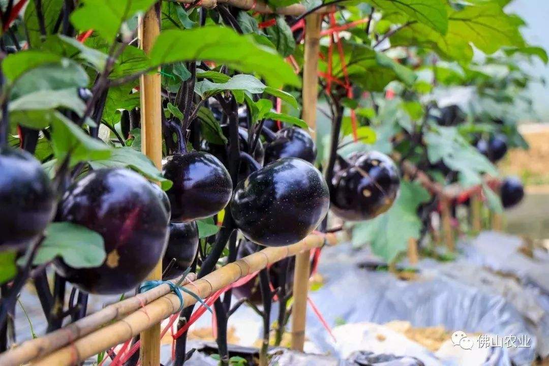 大棚茄子 - 热门商品专区