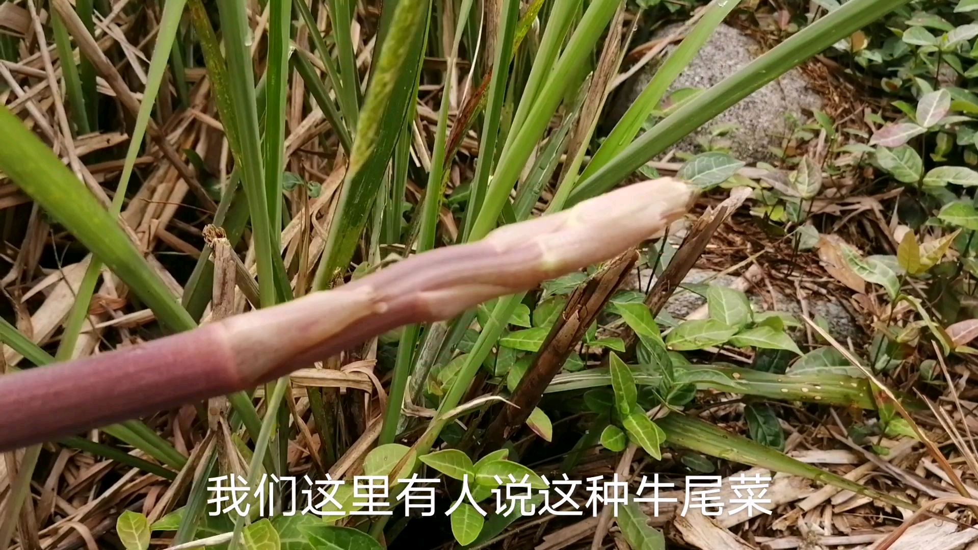 今天在田边发现了长得跟牛尾巴似的野菜!你们那里有吗?