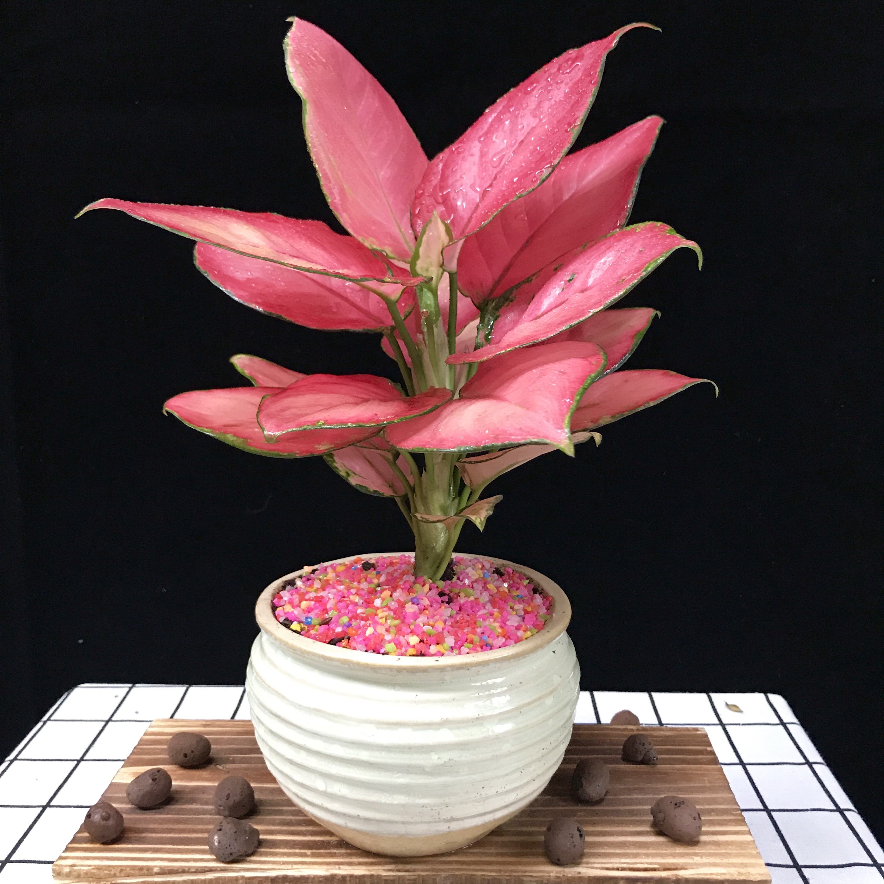 如意皇后这样去种植,就能够开出来漂亮的花朵,让人们非常喜爱