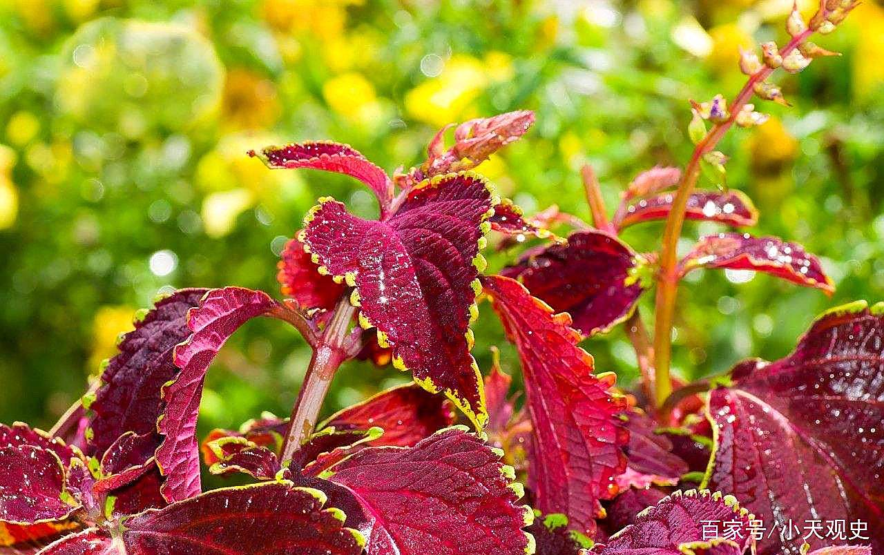 红皮菜又称红背蔬菜,血腥蔬菜,红凤凰蔬菜,紫背蔬菜.菊科植物.