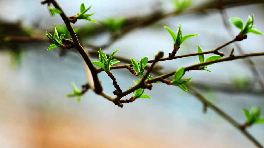 孩子喜欢的鹦鹉死了,我们是可以直面告诉他事情的真相的