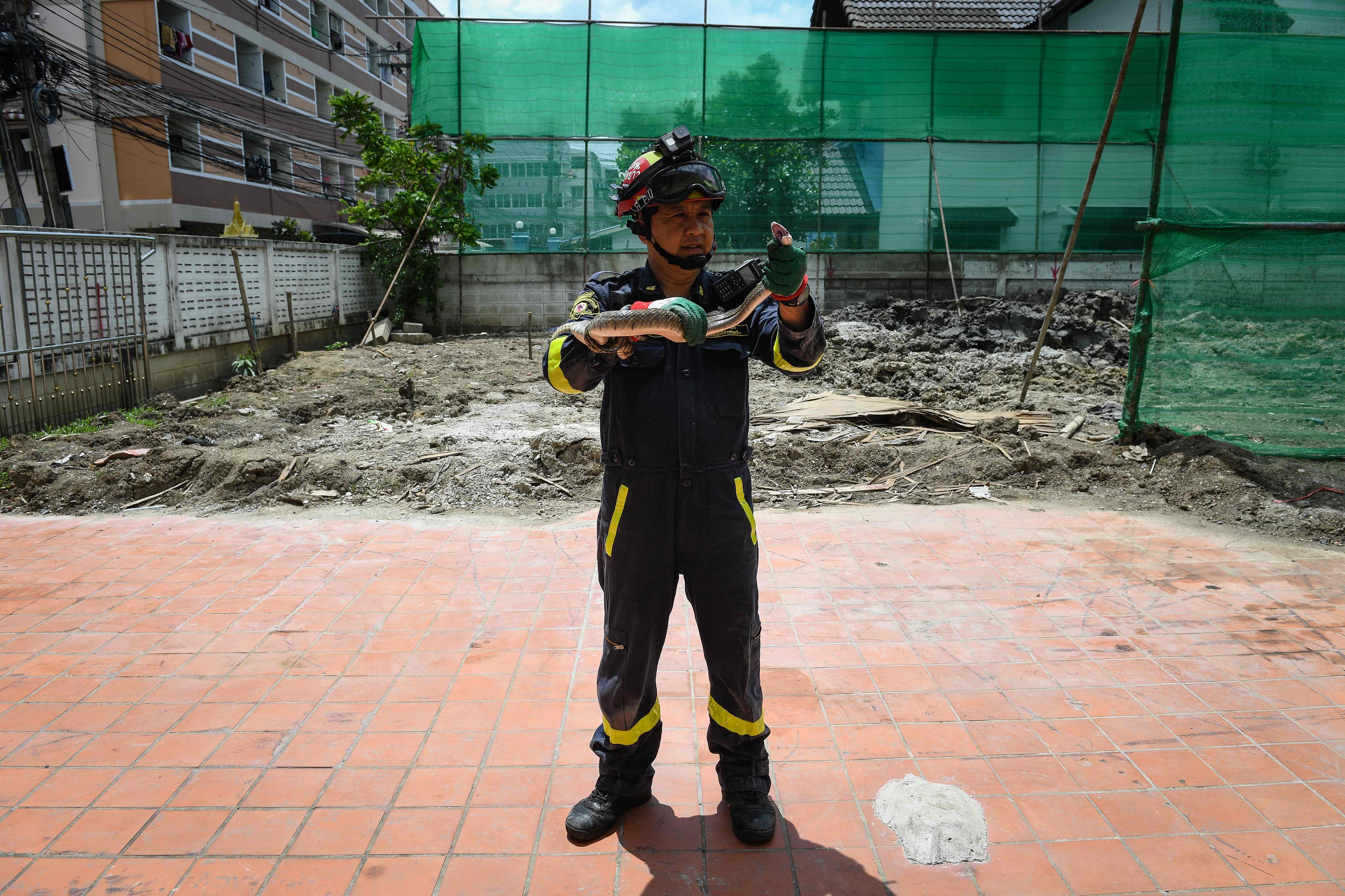 泰国消防员忙捕蛇(2)