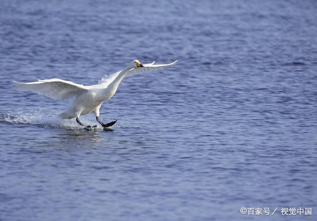 平流层鸟图片