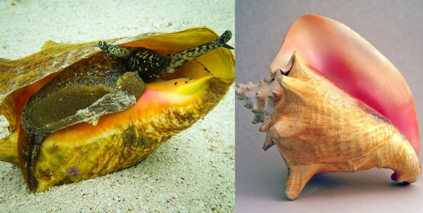 见过长眼睛的海螺吗?这种海螺不仅有眼睛,还能在海里跳着行走!