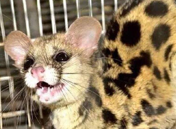 小灵猫外形与大灵猫相似而较小,长约48～58厘米,尾长33～41厘米,体重2
