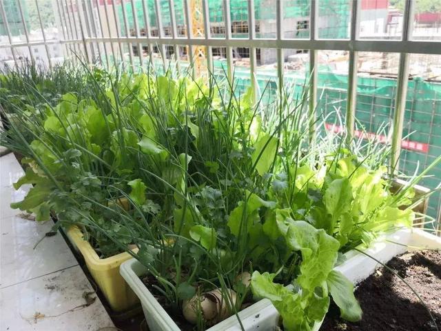 阳台上种大葱,体会厨房与阳台种菜"一步之遥"的距离