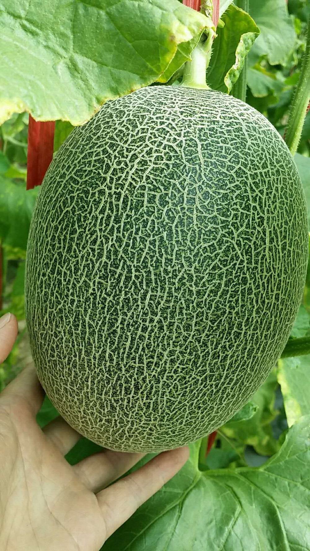 天蜜——一种逐步走向千家万户的哈密瓜