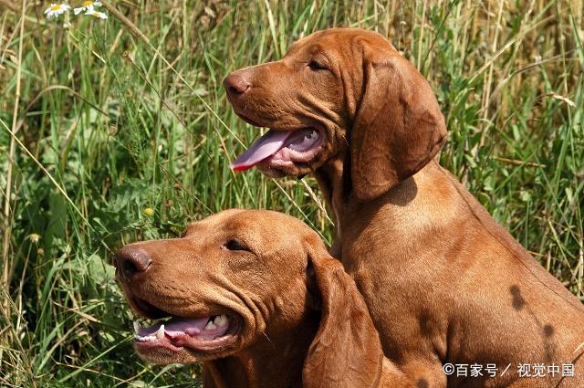 匈牙利牧羊犬和维希拉猎犬