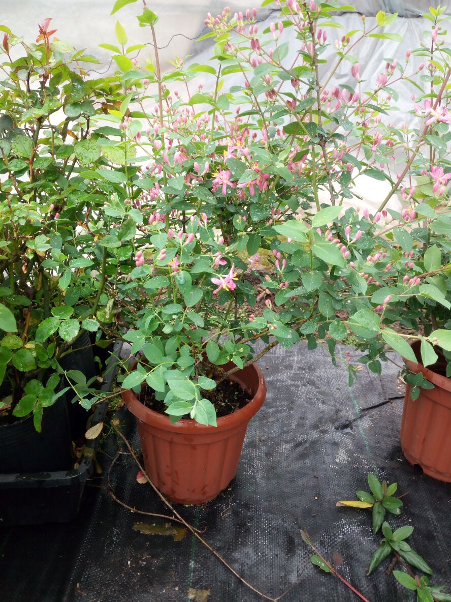 盆栽花 - 热门商品专区