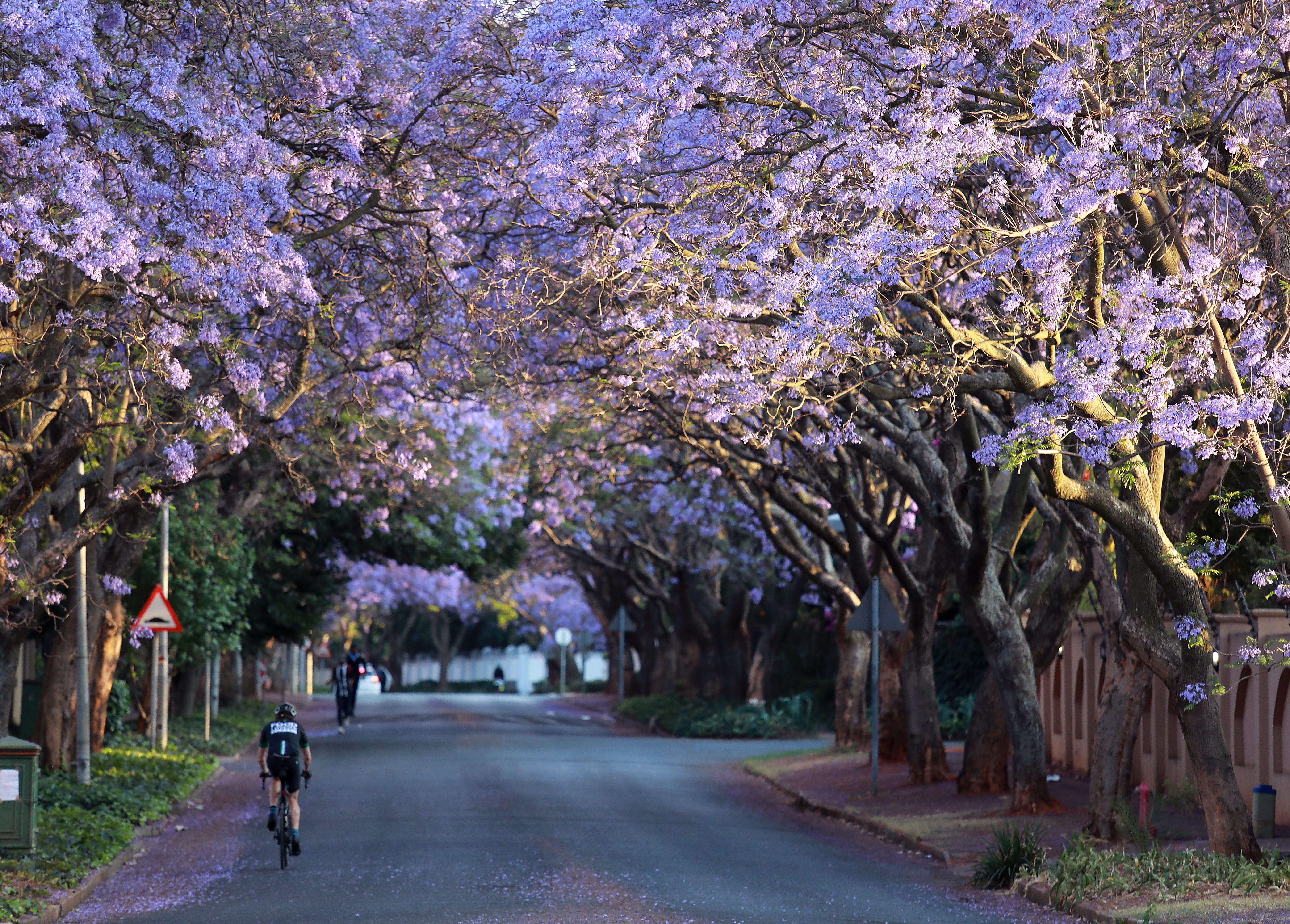 南非蓝花楹盛放