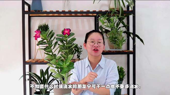 [图]沙漠玫瑰养不好，注意几个基本的养护方法，生长快，开花爆盆