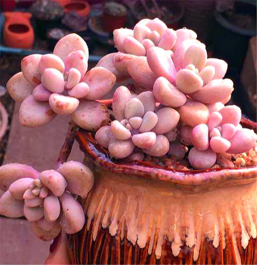 多肉艾伦"3喜3怕",1分钟学会,叶片饱满粉嫩,比桃蛋可爱