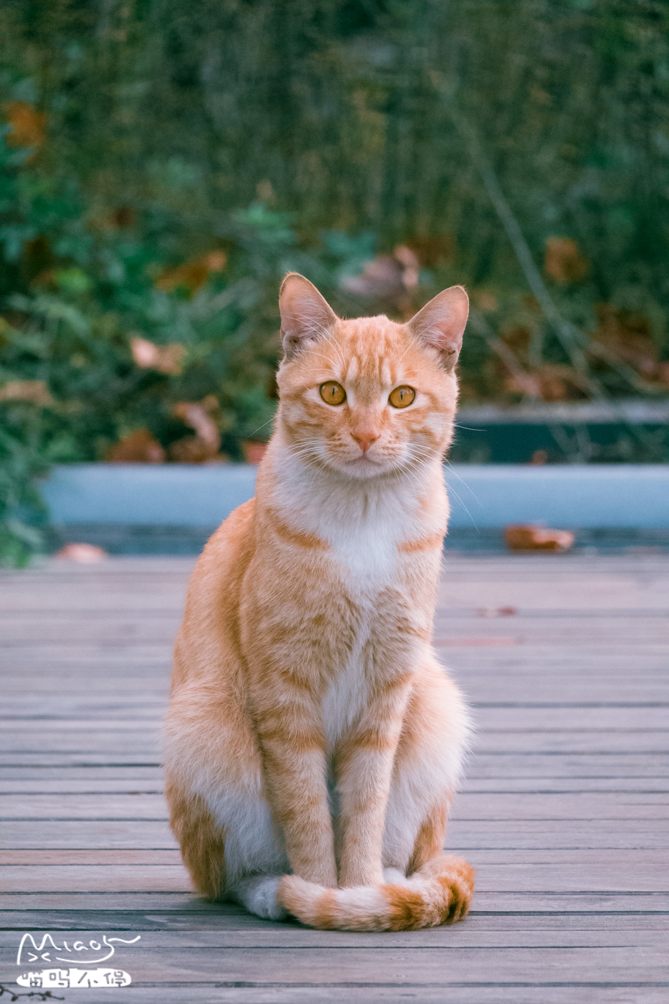 侧蹲着的猫图片