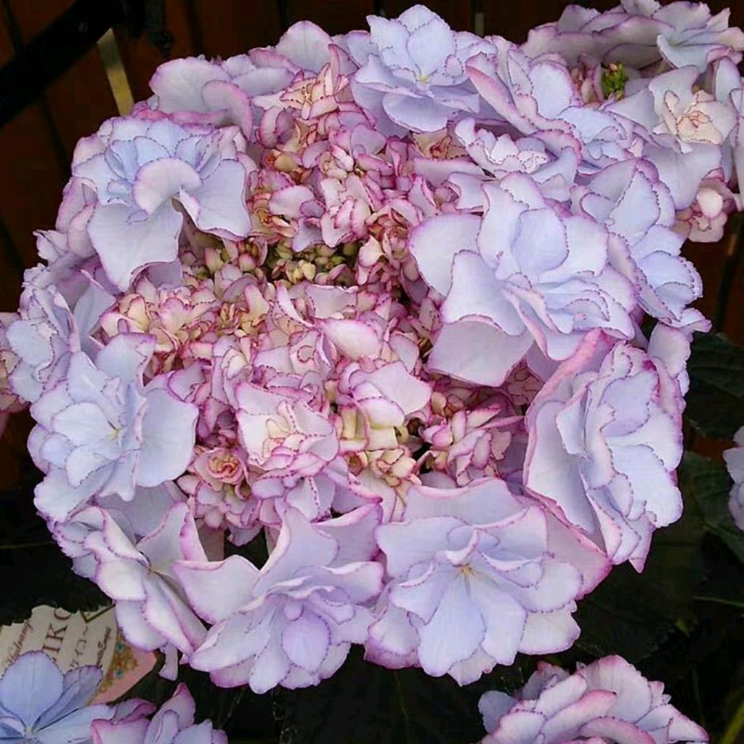 推荐十种最美的大花绣球,太美腻了,简直像假花