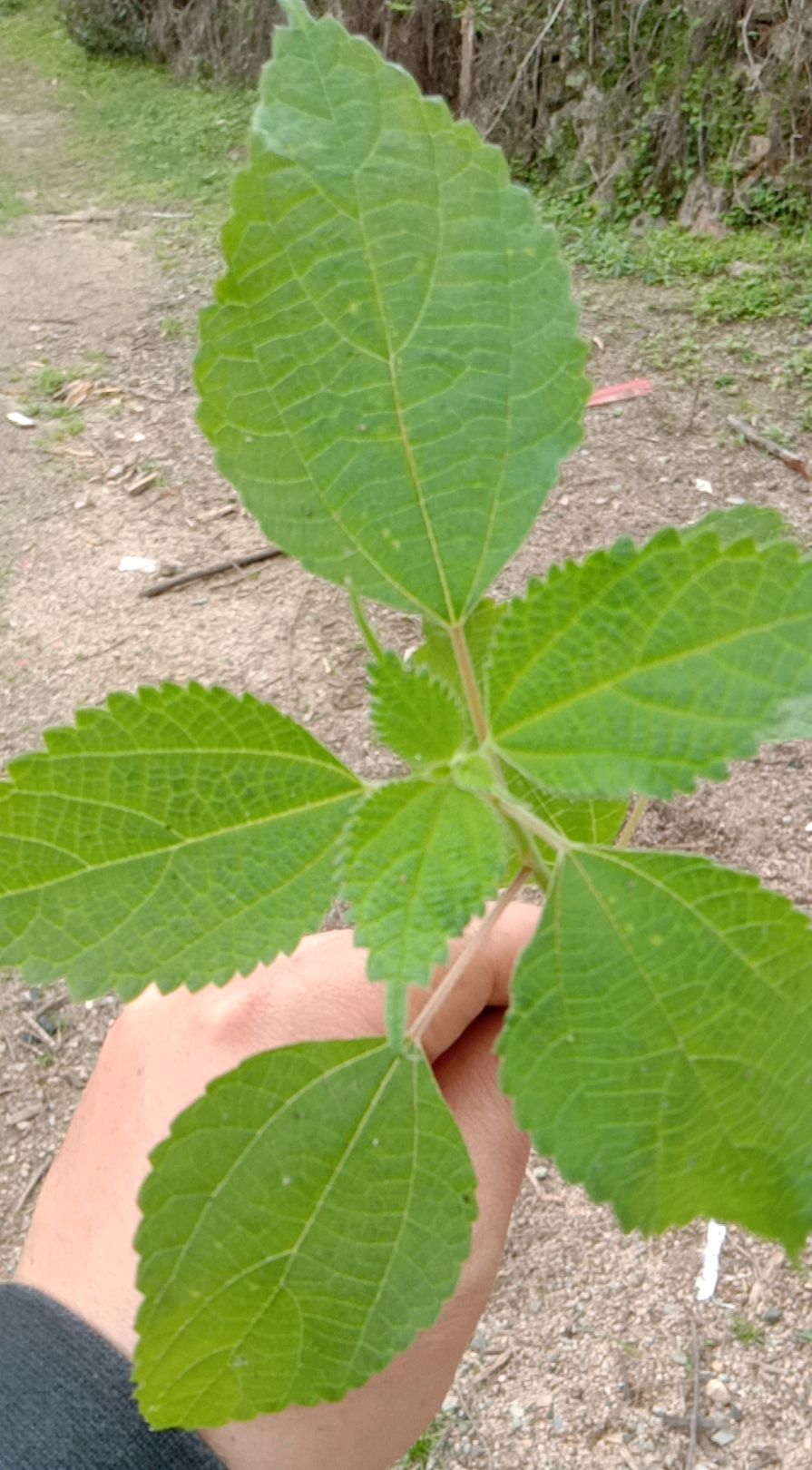 客家美食"苎叶粄"