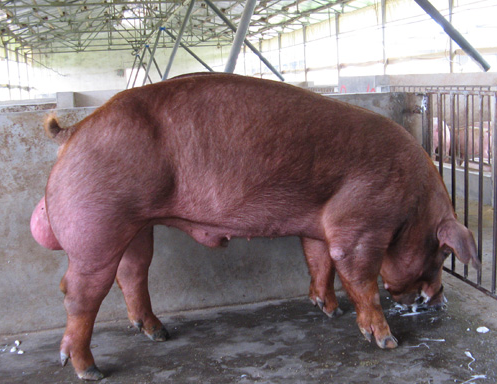 杜洛克公猪当野猪肉卖图片