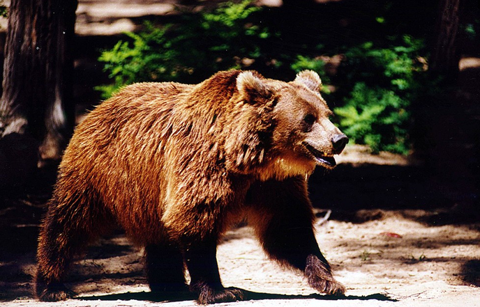 濒危动物丹顶鹤(grus japonensis)(濒危)