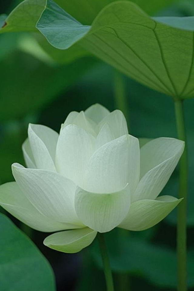 心理学:选一朵白莲花,测你前世是不是人生赢家?