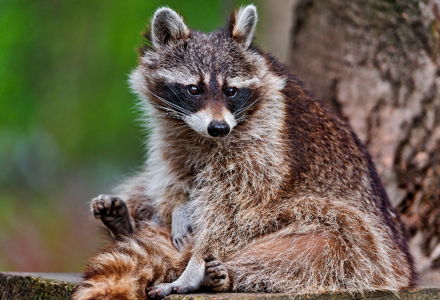 小浣熊动物壁纸,超有爱的动物小浣熊