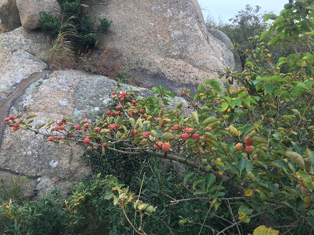 农村这种植物,能穿山破石,生长能力极强,人称"穿破石"