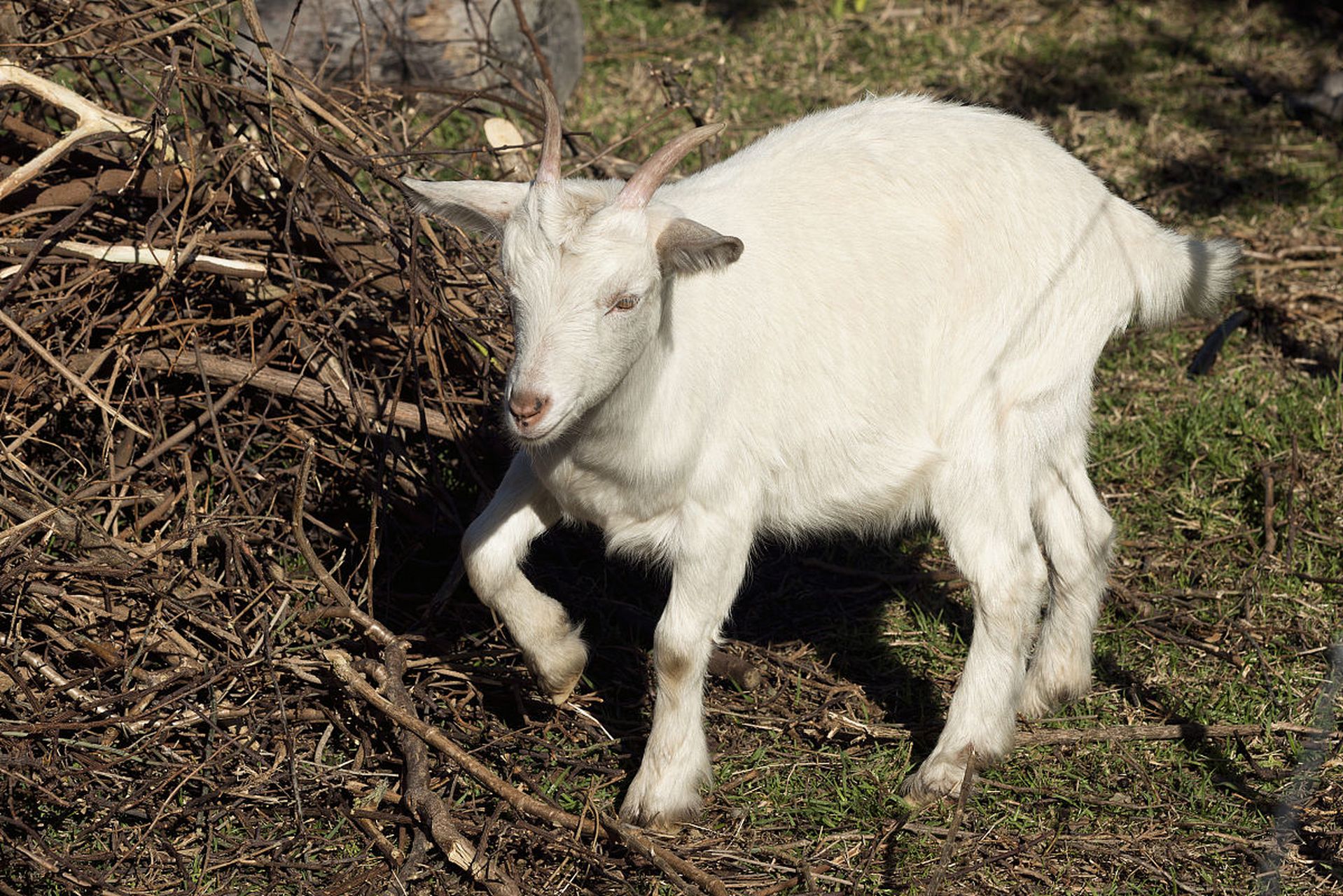 摘要:种公羊在牧区生态系统中发挥重要作用,其健康和生育能力影响牧民