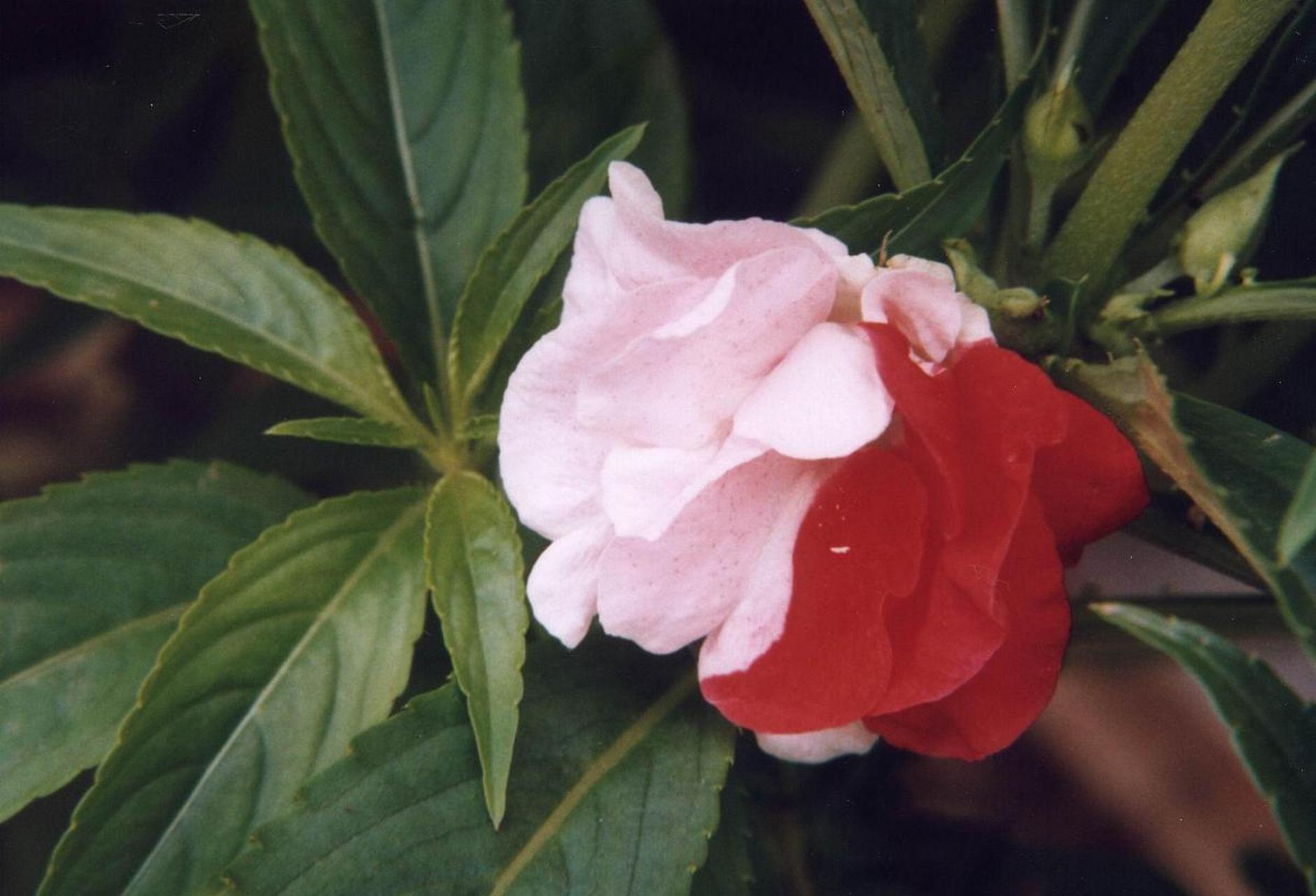 凤仙花,天然染发好帮手!告别化学染发,让秀发恢复自然光泽.