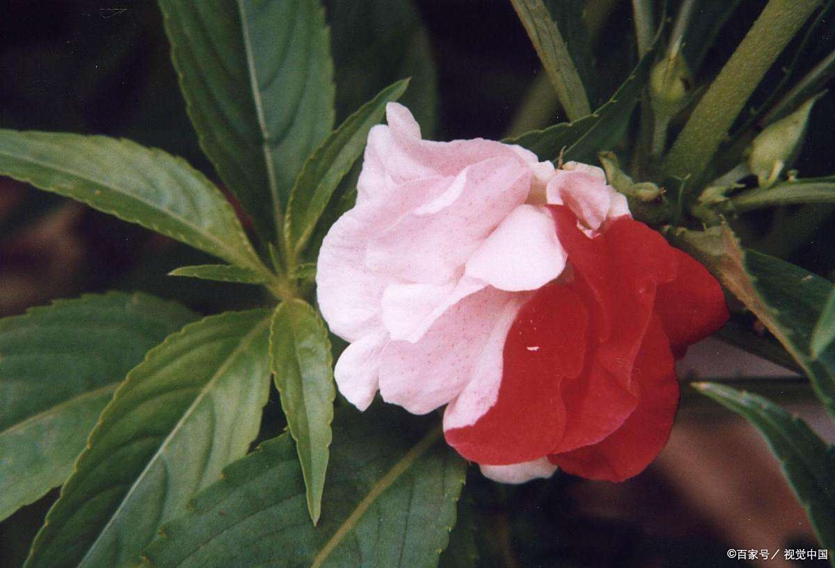 夏天可以种的花有哪些有种子 - 2020年最新商品信息聚合专区 - 百度爱