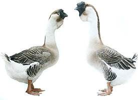 风土人情:狮头鹅,饶平人的最爱