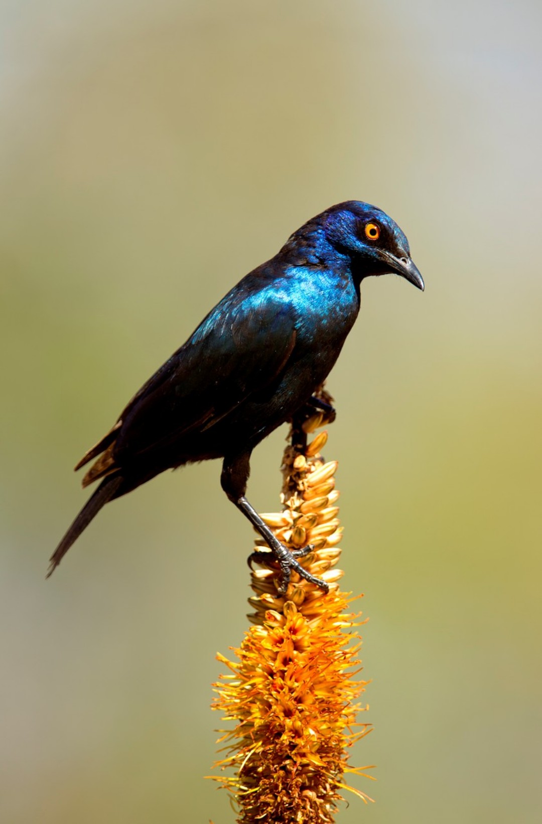 酷酷的楔尾丽椋鸟