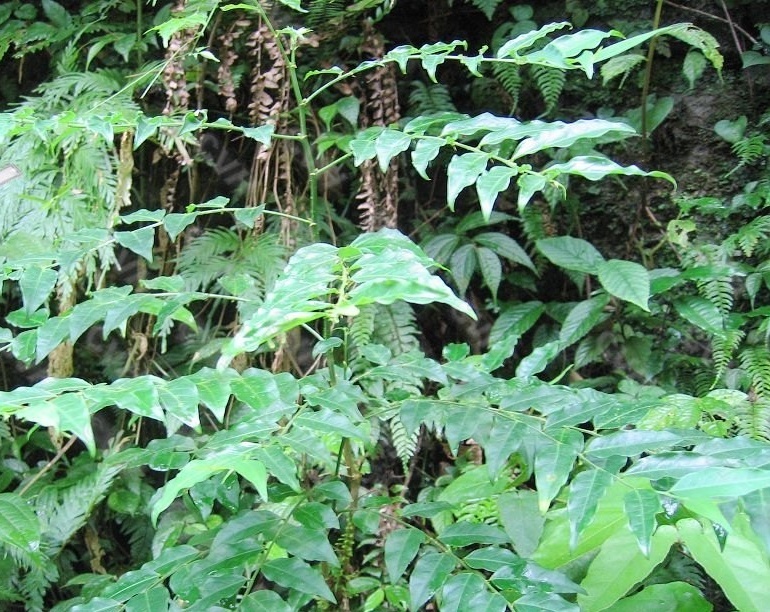 苍叶守宫木知识科普,教你轻松识别苍叶守宫木