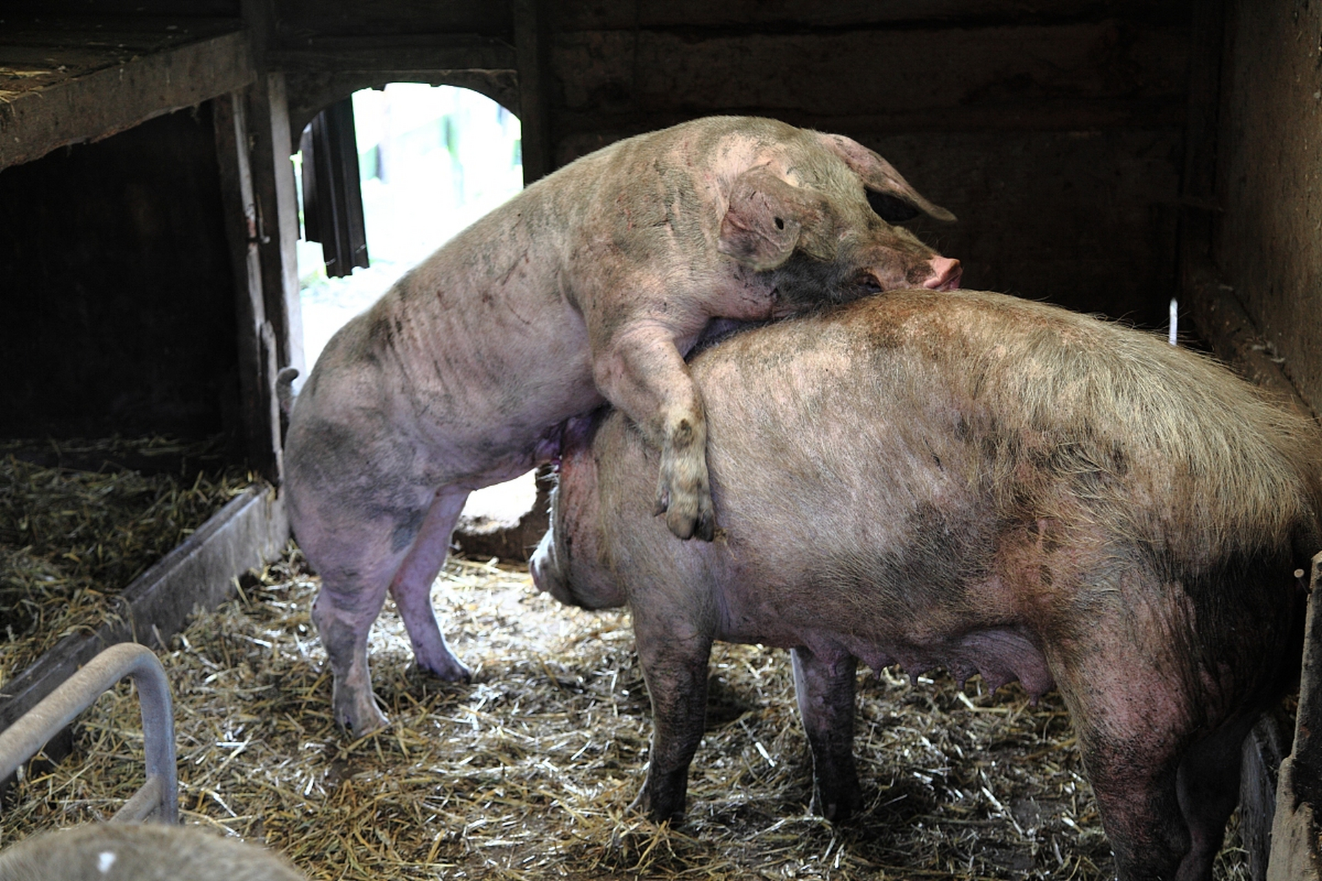 母猪配种后饲料量取决于怀孕阶段和体况.第一周1.8-2.2公斤,第二周2.