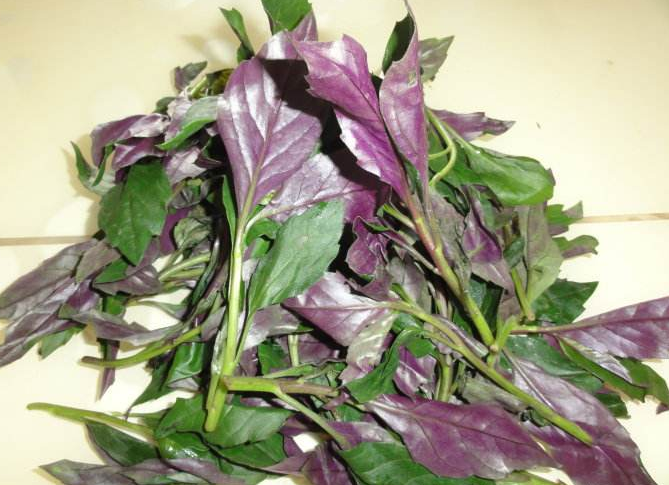 美食:紫背菜,凉血止血清热消肿,鲜嫩可口独具风味!