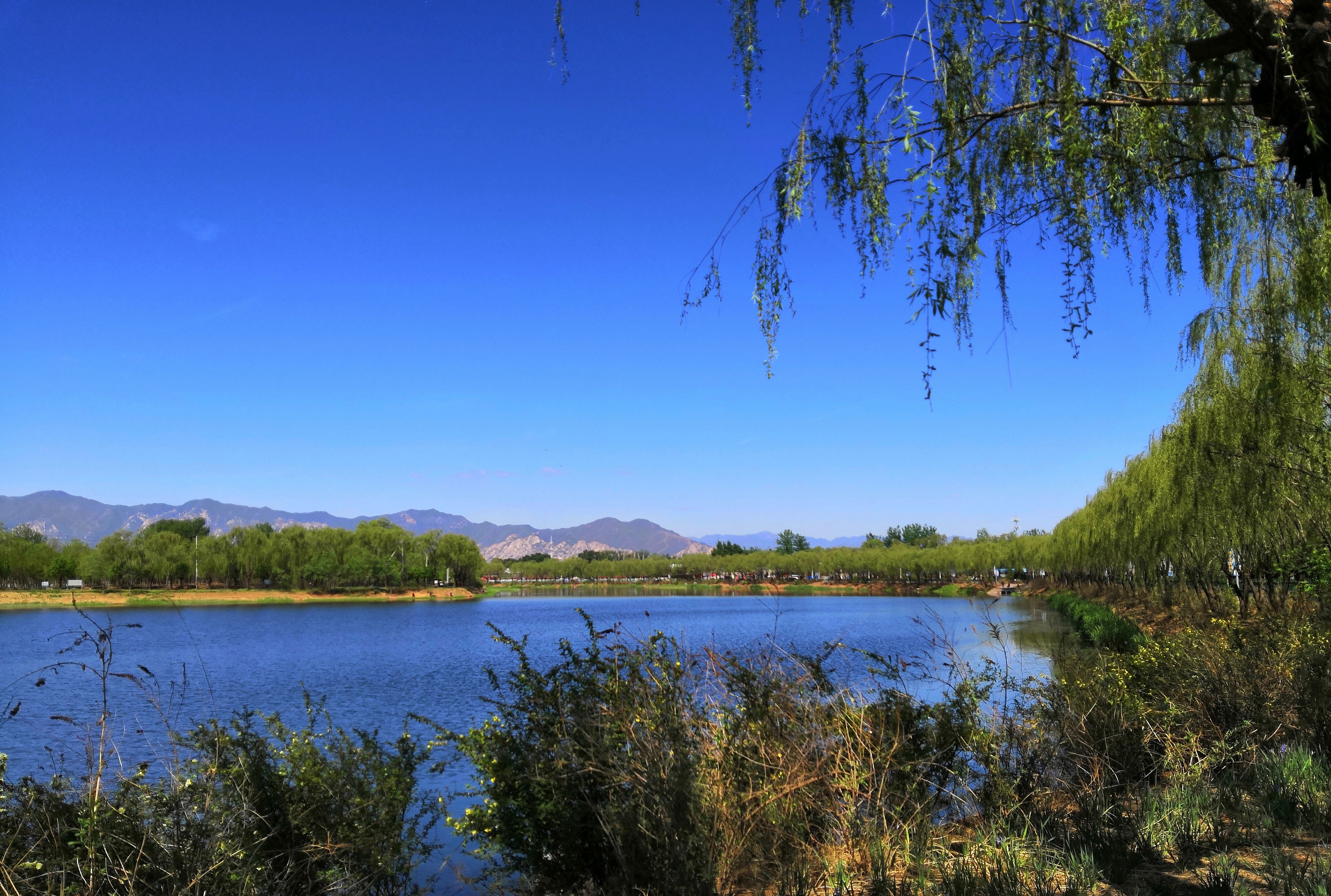 北京稻香湖湿地公园图片